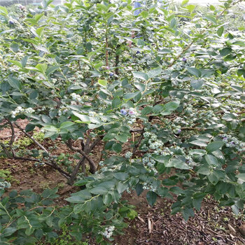 營養缽雲雀藍莓苗品種介紹雲雀藍莓苗幾月修剪